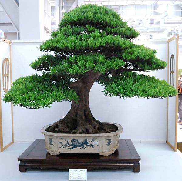 DSC_2556.jpg DSC_2556.jpg