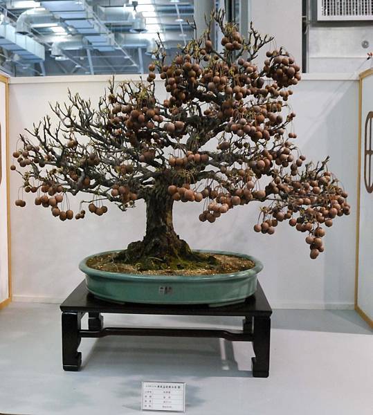 DSC_2555.jpg DSC_2555.jpg