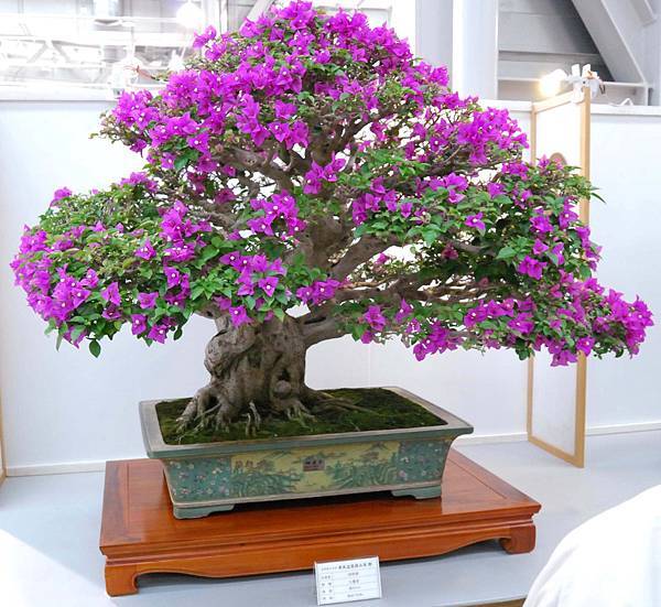 DSC_2558.jpg DSC_2558.jpg