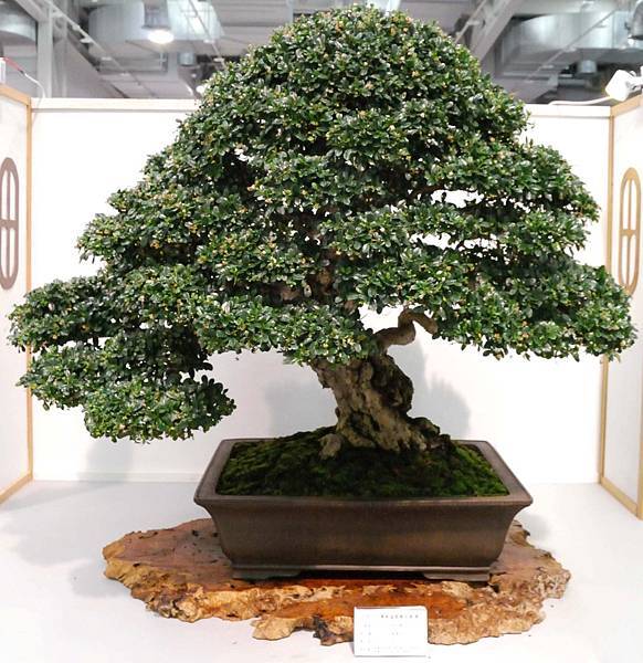 DSC_2562.jpg DSC_2562.jpg