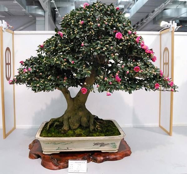 DSC_2564.jpg DSC_2564.jpg