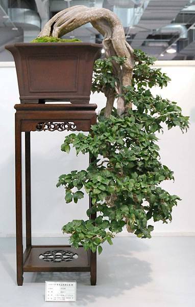 DSC_2565.jpg DSC_2565.jpg