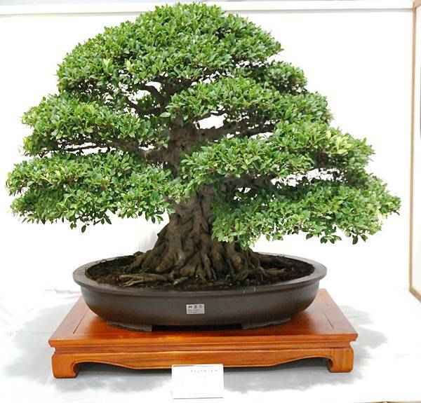 DSC_2572.jpg DSC_2572.jpg