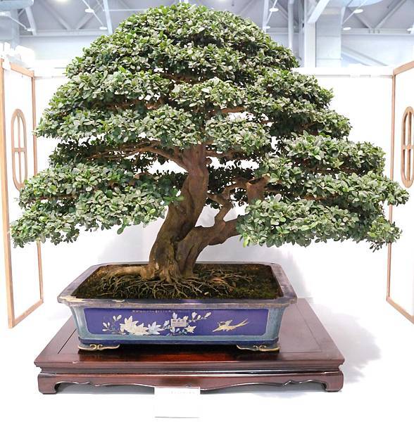 DSC_2579.jpg DSC_2579.jpg