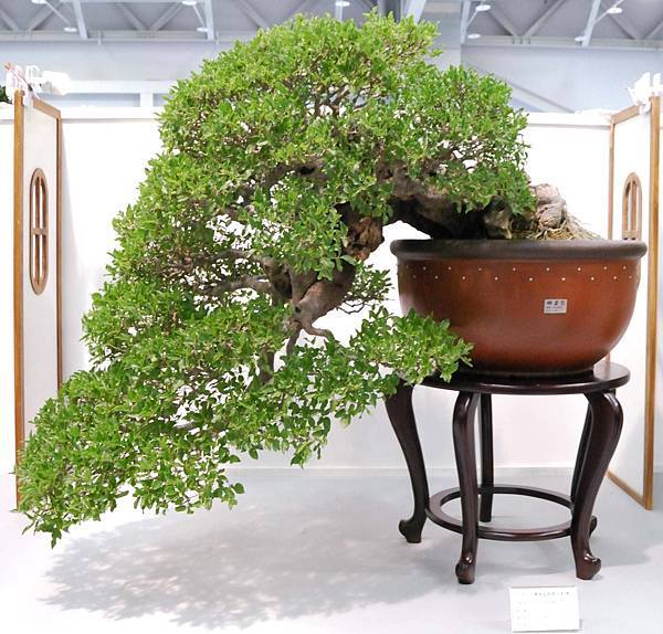 DSC_2580.jpg DSC_2580.jpg