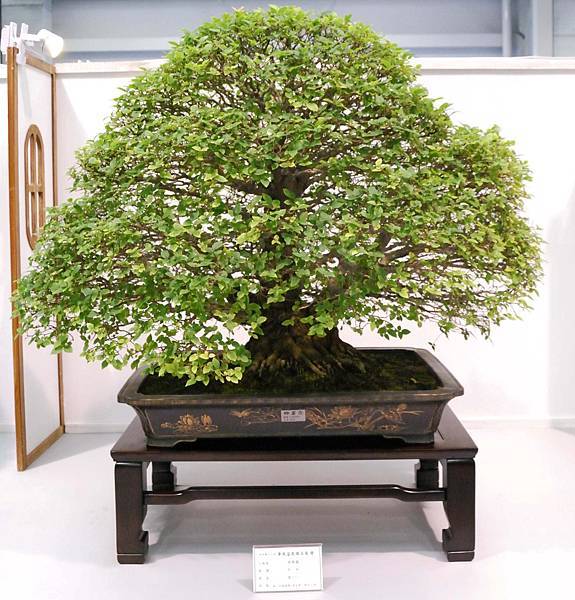 DSC_2581.jpg DSC_2581.jpg