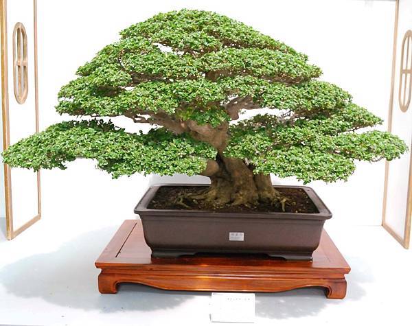 DSC_2583.jpg DSC_2583.jpg