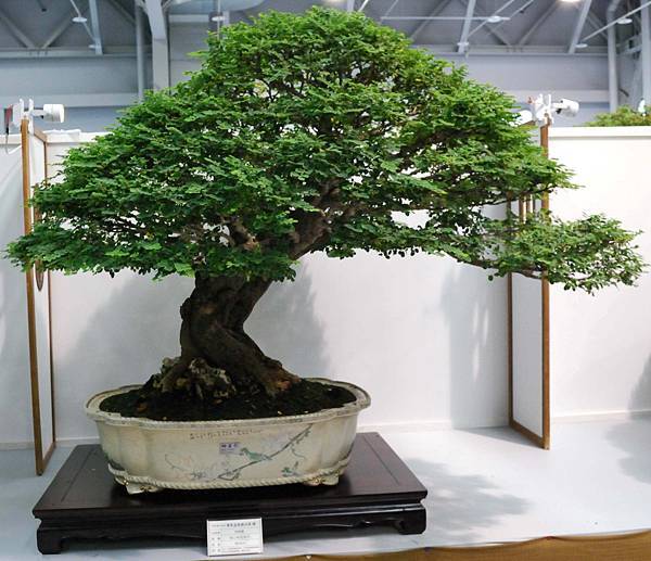 DSC_2585.jpg DSC_2585.jpg