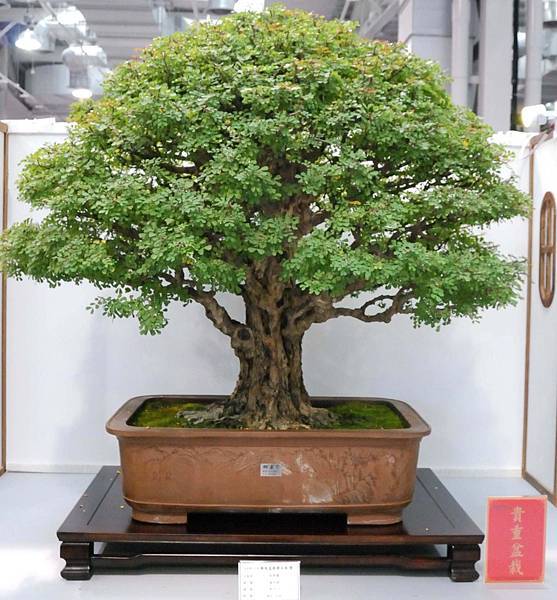 DSC_2589.jpg DSC_2589.jpg