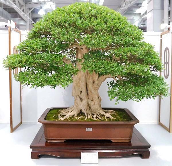 DSC_2591.jpg DSC_2591.jpg