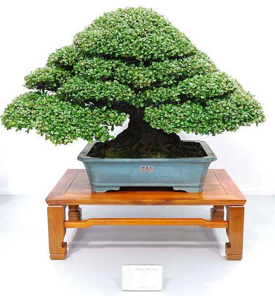 DSC_2590.jpg DSC_2590.jpg