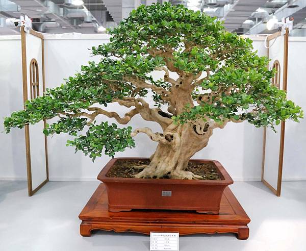 DSC_2594.jpg DSC_2594.jpg