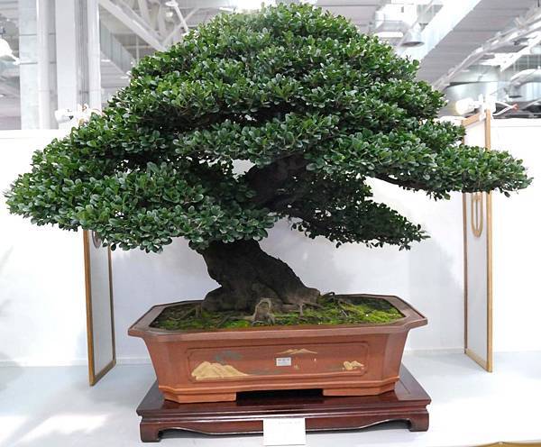 DSC_2592.jpg DSC_2592.jpg