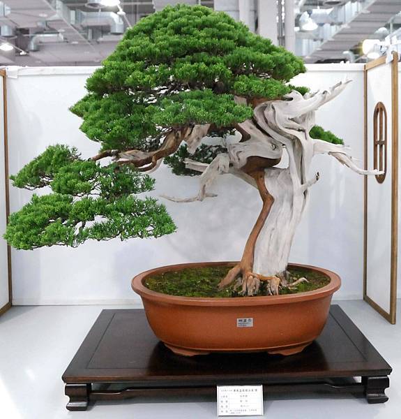 DSC_2595.jpg DSC_2595.jpg