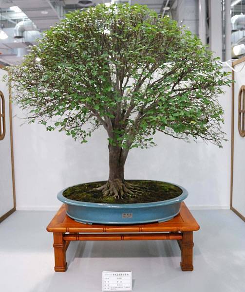 DSC_2596.jpg DSC_2596.jpg