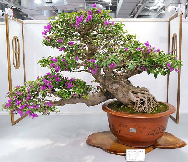 DSC_2597.jpg DSC_2597.jpg