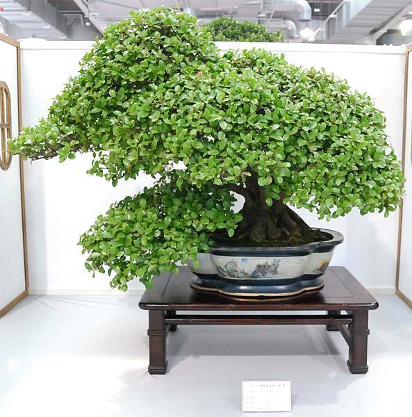 DSC_2599.jpg DSC_2599.jpg