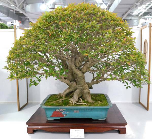 DSC_2598.jpg DSC_2598.jpg