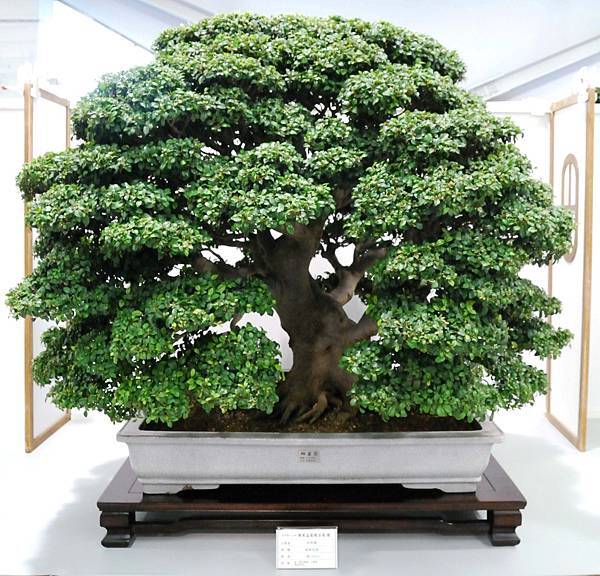 DSC_2604.jpg DSC_2604.jpg