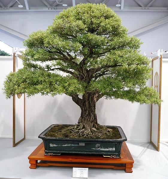 DSC_2602.jpg DSC_2602.jpg