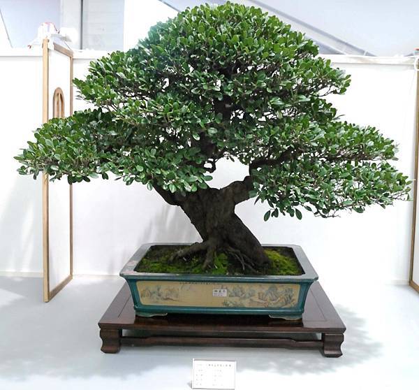 DSC_2605.jpg DSC_2605.jpg