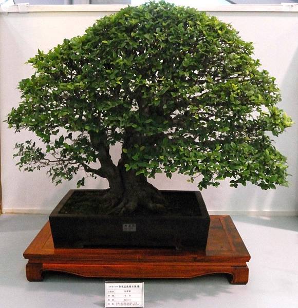 DSC_2606.jpg DSC_2606.jpg