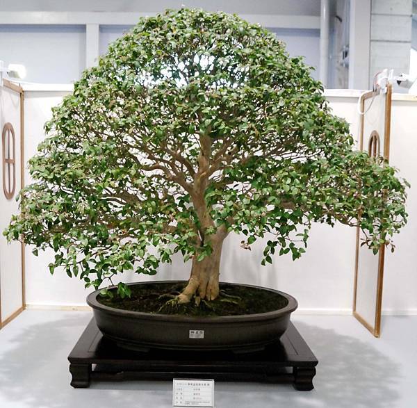 DSC_2609.jpg DSC_2609.jpg