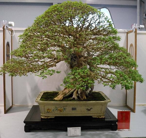 DSC_2610.jpg DSC_2610.jpg