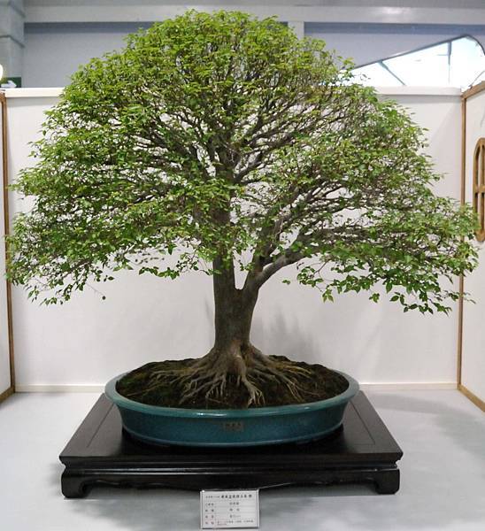 DSC_2611.jpg DSC_2611.jpg