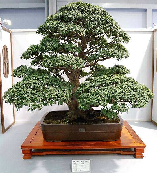 DSC_2613.jpg DSC_2613.jpg