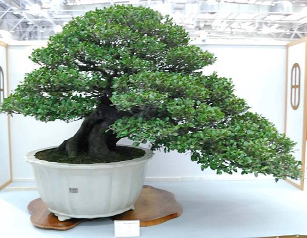 DSC_2615.jpg DSC_2615.jpg