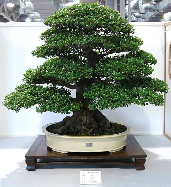 DSC_2618.jpg DSC_2618.jpg