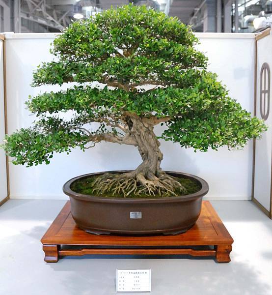 DSC_2619.jpg DSC_2619.jpg