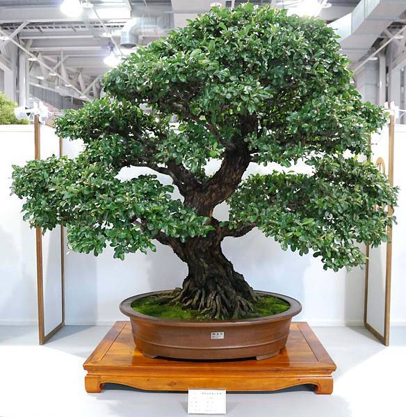 DSC_2627.jpg DSC_2627.jpg