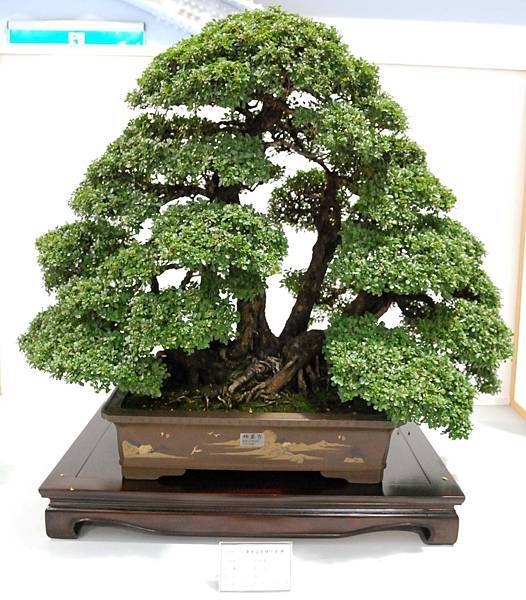 DSC_2630.jpg DSC_2630.jpg