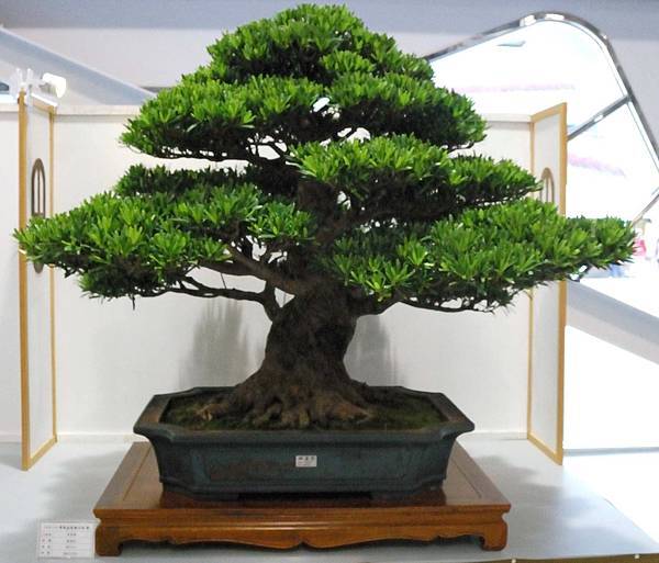 DSC_2629.jpg DSC_2629.jpg