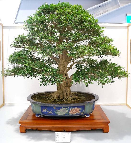 DSC_2633.jpg DSC_2633.jpg