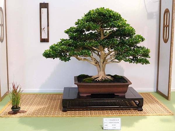 DSC_2646.jpg DSC_2646.jpg