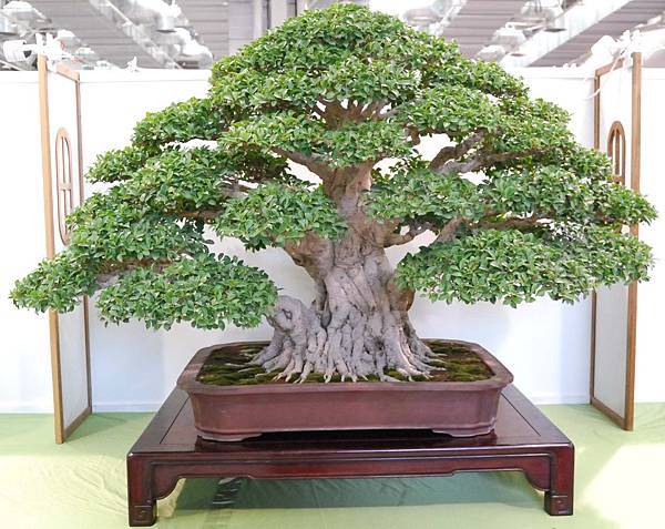 DSC_2652.jpg DSC_2652.jpg