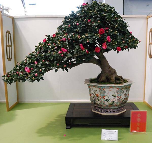 DSC_2662.jpg DSC_2662.jpg