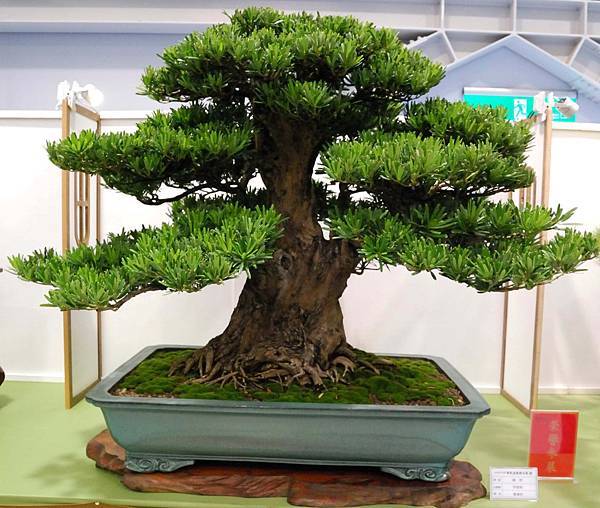 DSC_2665.jpg DSC_2665.jpg