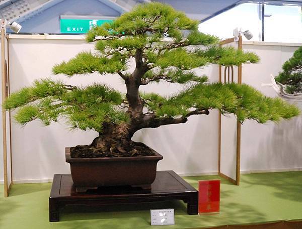 DSC_2667.jpg DSC_2667.jpg