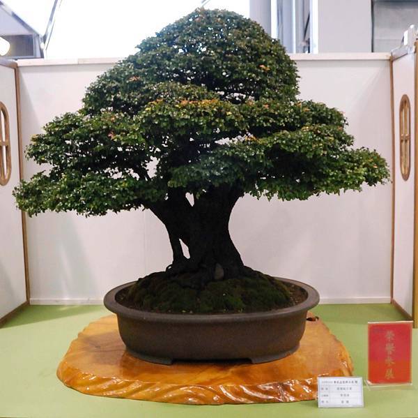 DSC_2669.jpg DSC_2669.jpg