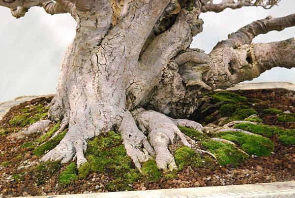 DSC_2677.jpg DSC_2677.jpg