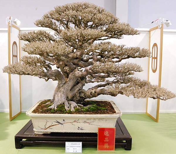 DSC_2676.jpg DSC_2676.jpg