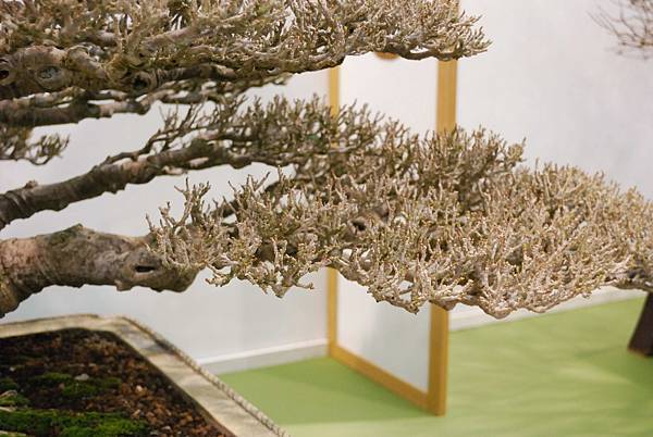 DSC_2678.jpg DSC_2678.jpg