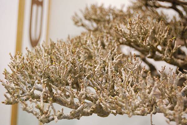 DSC_2681.jpg DSC_2681.jpg