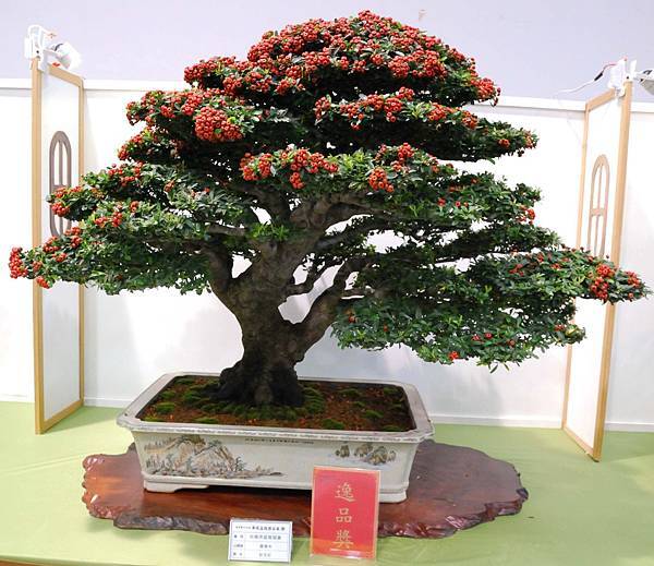 DSC_2682.jpg DSC_2682.jpg