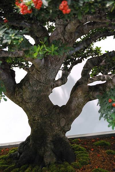 DSC_2684.jpg DSC_2684.jpg