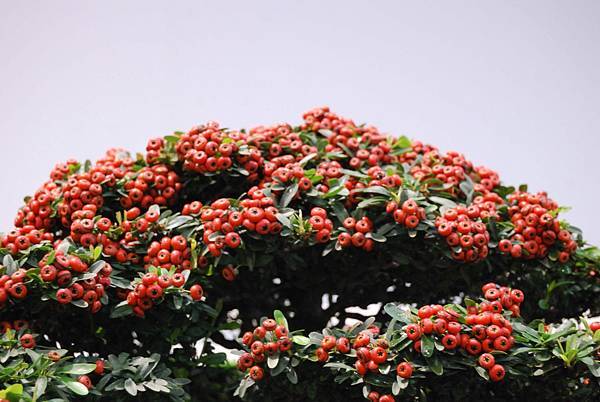 DSC_2686.jpg DSC_2686.jpg